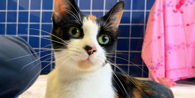 Pretty rescued cat Tango at PETA headquarters