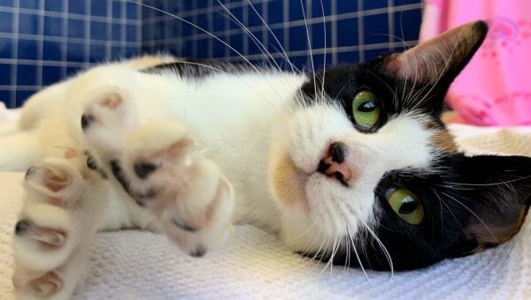 Rescued cat Tango stretches out a paw