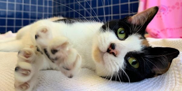 Rescued cat Tango stretches out a paw