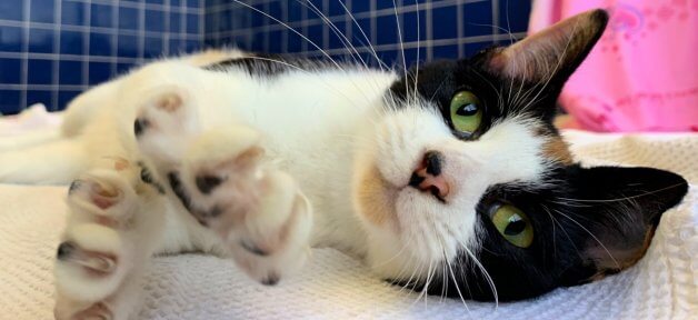 Rescued cat Tango stretches out a paw