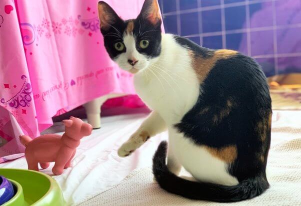 Rescued cat Tango plays with toy at PETA headquarters