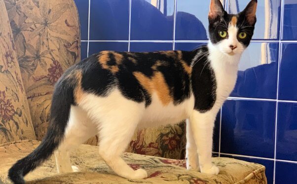 Pretty rescued cat Tango needs a forever home