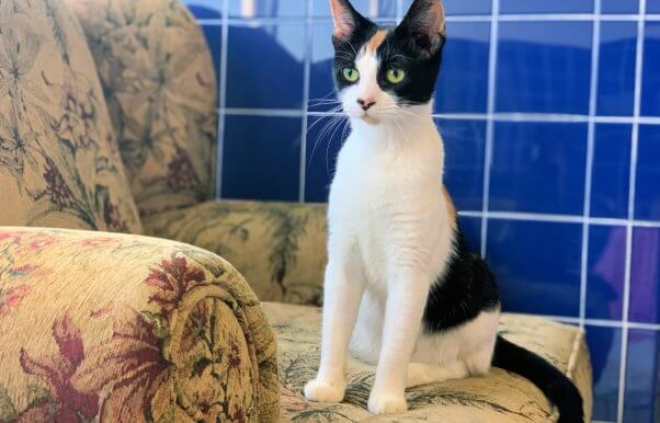 Extremely alert cat sitting on upholstered chair