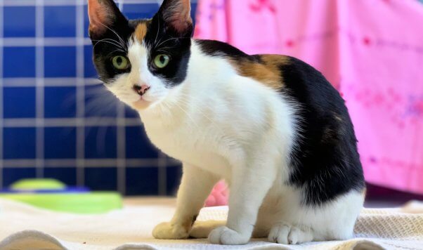 Tango, a cat rescued by PETA and available for adoption