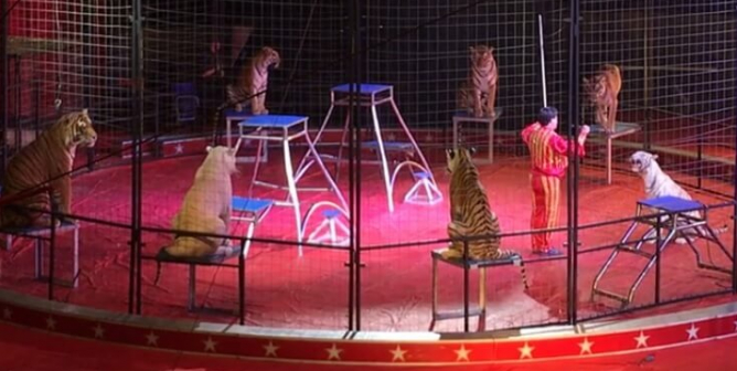 Feds Pull Tiger Exhibitor’s License—That Leaves 9 More for PETA to Take Down