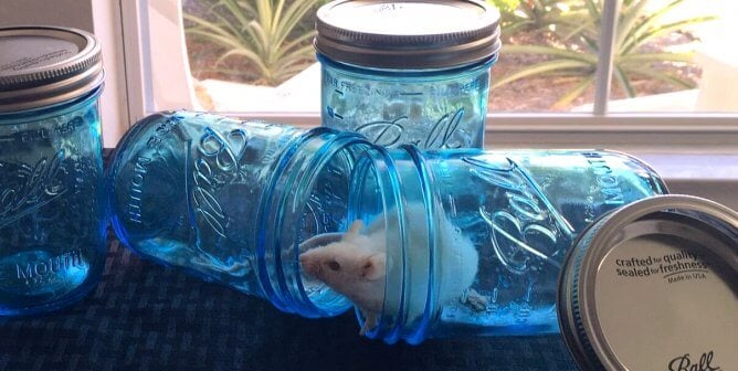 mouse, jar, flowers, colorful, happy, featured