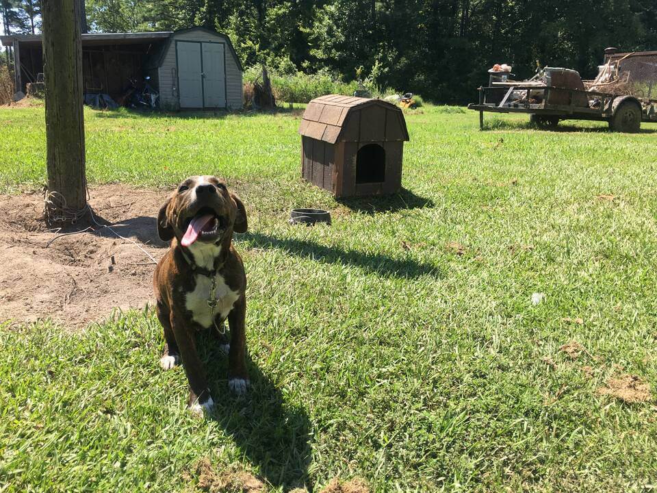 Community Animal Project August