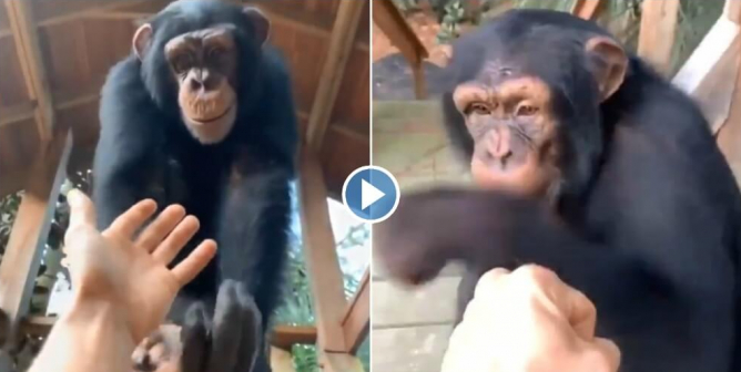 Chimpanzee at Myrtle Beach Safari