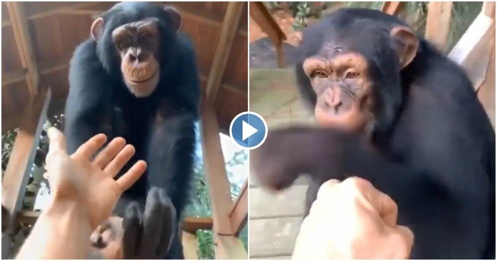 We Recognize This FistBumping Chimpanzee—His Story Is Tragic PETA