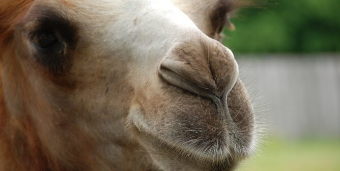 camel, sweet, pretty, colorful, featured