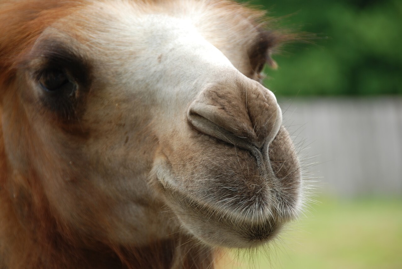 Woman Bites Camel in Testicles Inside Truck Stop Pen | PETA Woman Bites Camel in Testicles Inside Truck Stop Pen | PETA