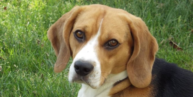 Happy Beagle Dog in Green Grass Field