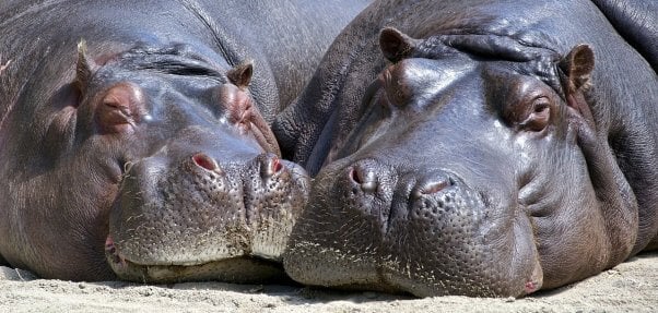 hippo couple, hippopotamuses, happy, featured