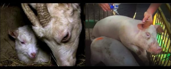 these humane meat videos prove labels are a lie