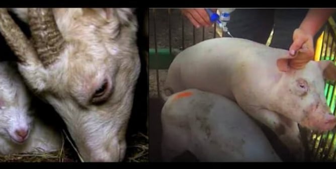 these humane meat videos prove labels are a lie