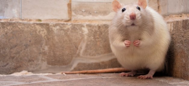 Aforable light-colored mouse standing in corner