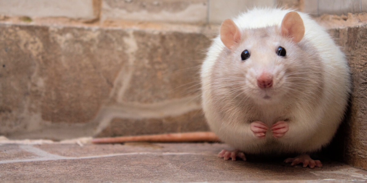 Cute chubby mouse standing on back legs