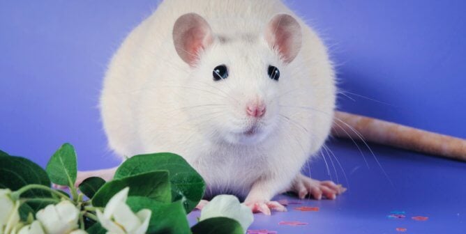 White rat against blue background