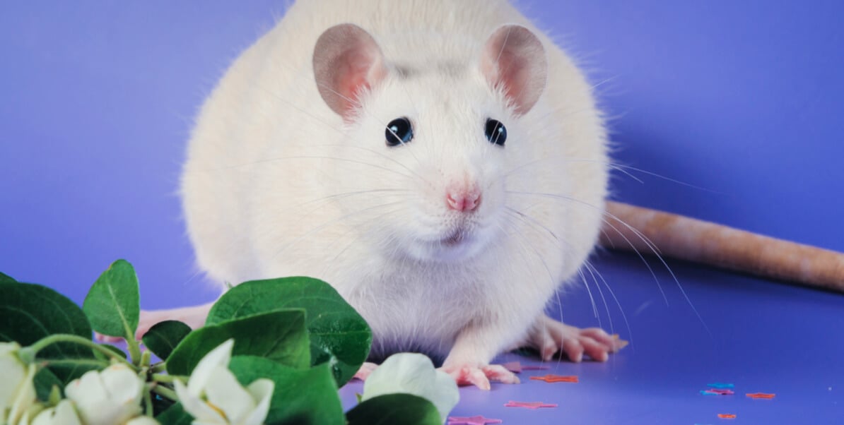 Year of the Rat: Here Are 4 Ways Rats Suffer in Experiments and How You Can  Help Them