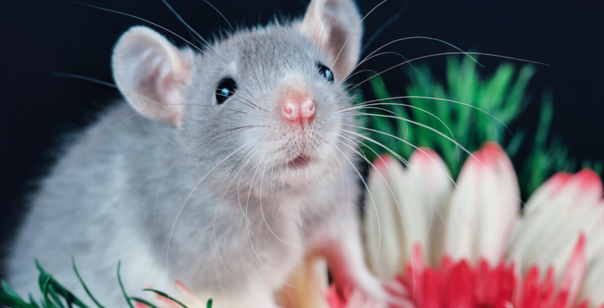 Sweet gray rat against black background with huge red and white flower behind him