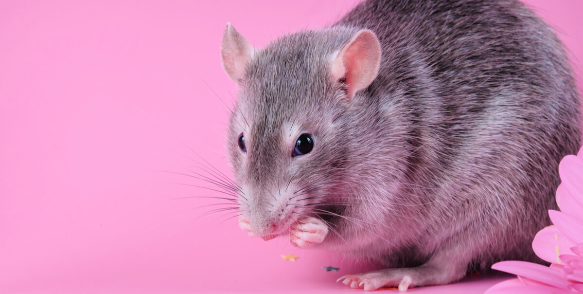Pretty gray rat against pink background