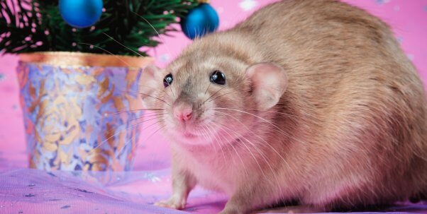 Pretty brown rat against pink backdrop with small Christmas tree