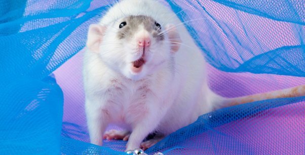 Cute white rat with open mouth