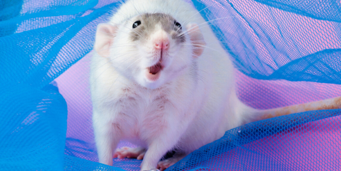 Cute white rat with open mouth