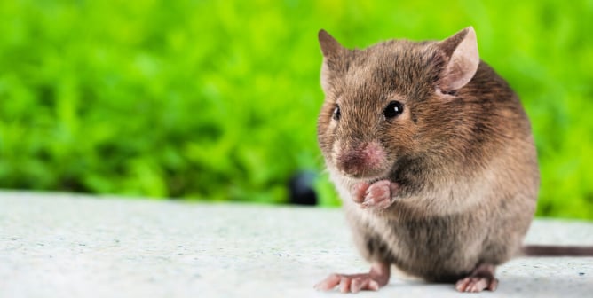 Brown mouse standing on hind legs