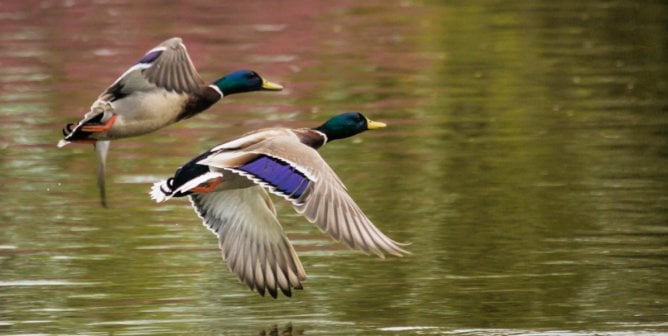 Two mallard ducks in flight