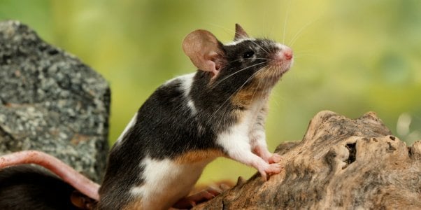 taiwan victory vitalon foods group bans animal tests