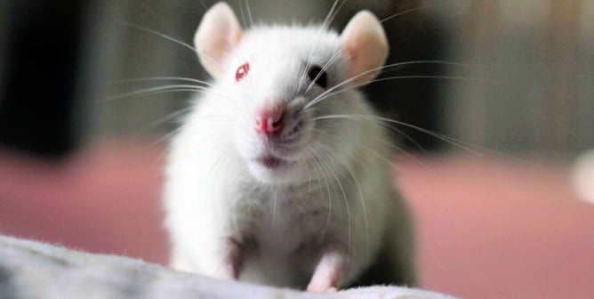 Cute white rat