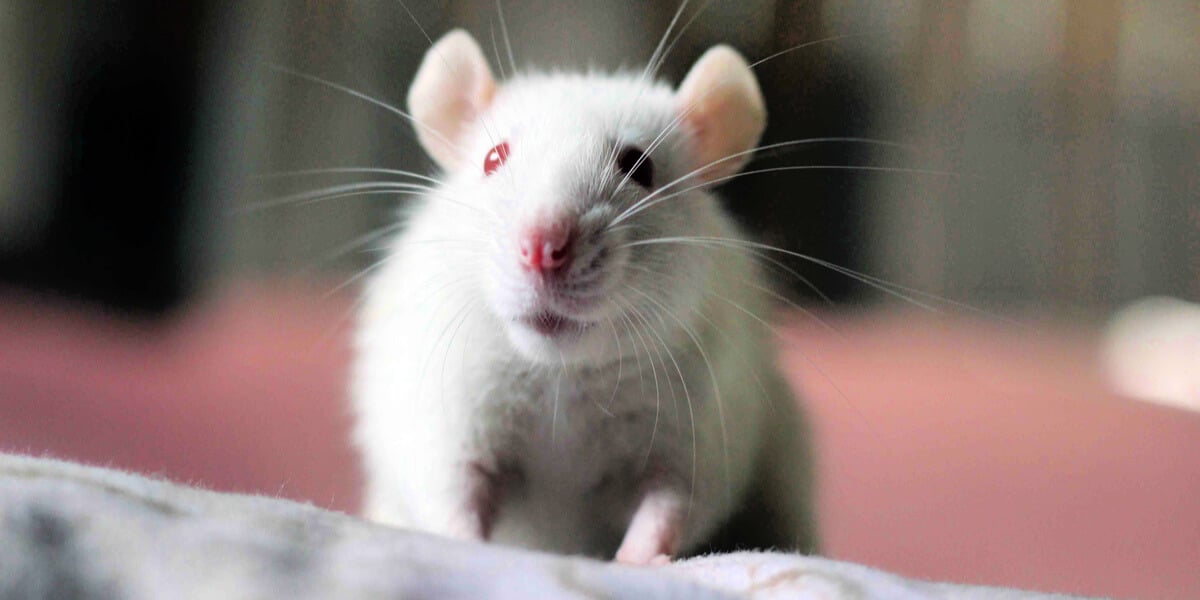 Cute white mouse, animal experiments 