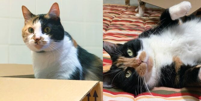 Kate and Rooney were abandoned on PETA's doorstep and are available for adoption.