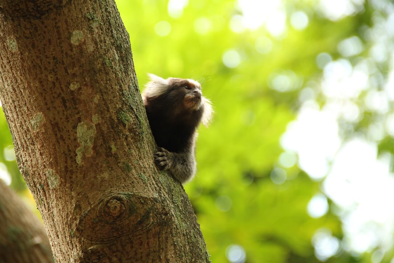 marmoset monkey, colorful, beautiful, featured