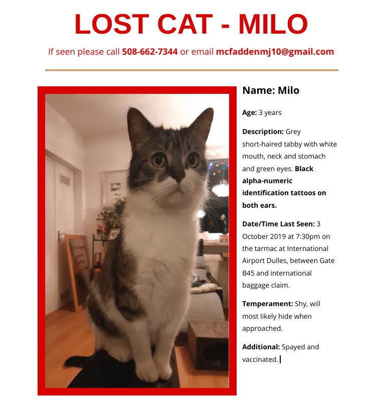 Cat Missing After Being Flown As Cargo October 2019 Peta