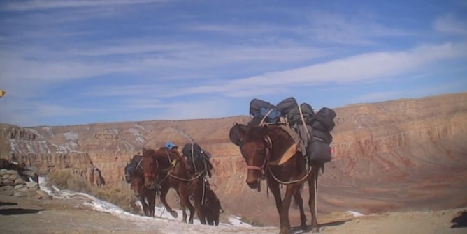 havasupai trail horses overloaded on the way to havasupai falls