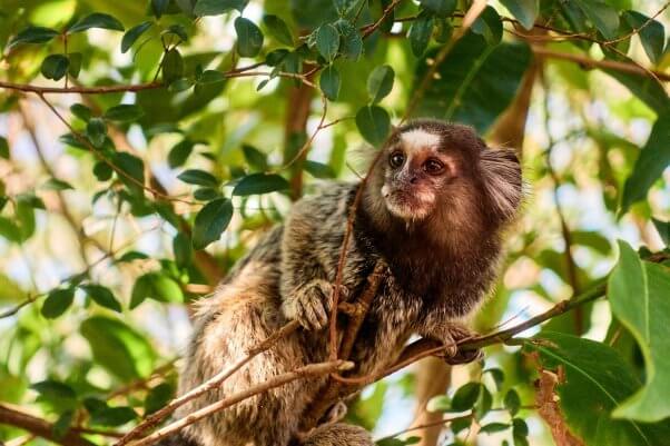 marmoset monkey, colorful, beautiful, featured