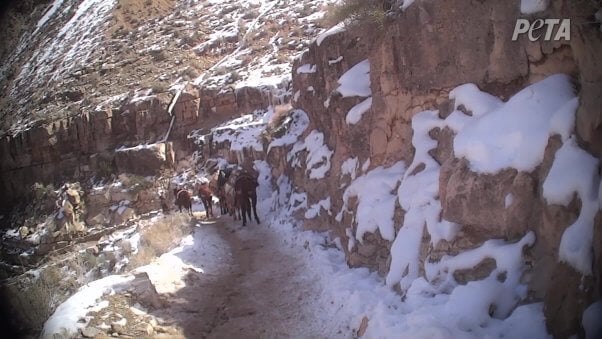 horses slipping up icy trails on the havasupai trail on the way to havasupai falls