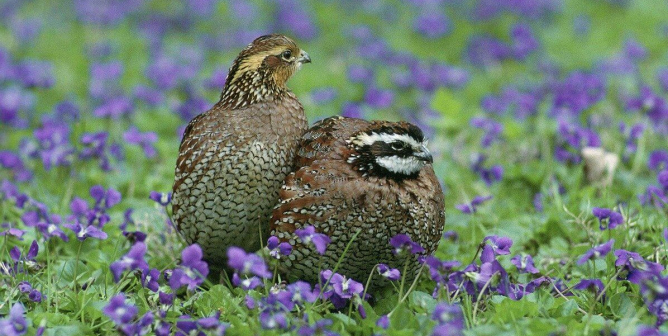 Quail, EPA pesticide tests