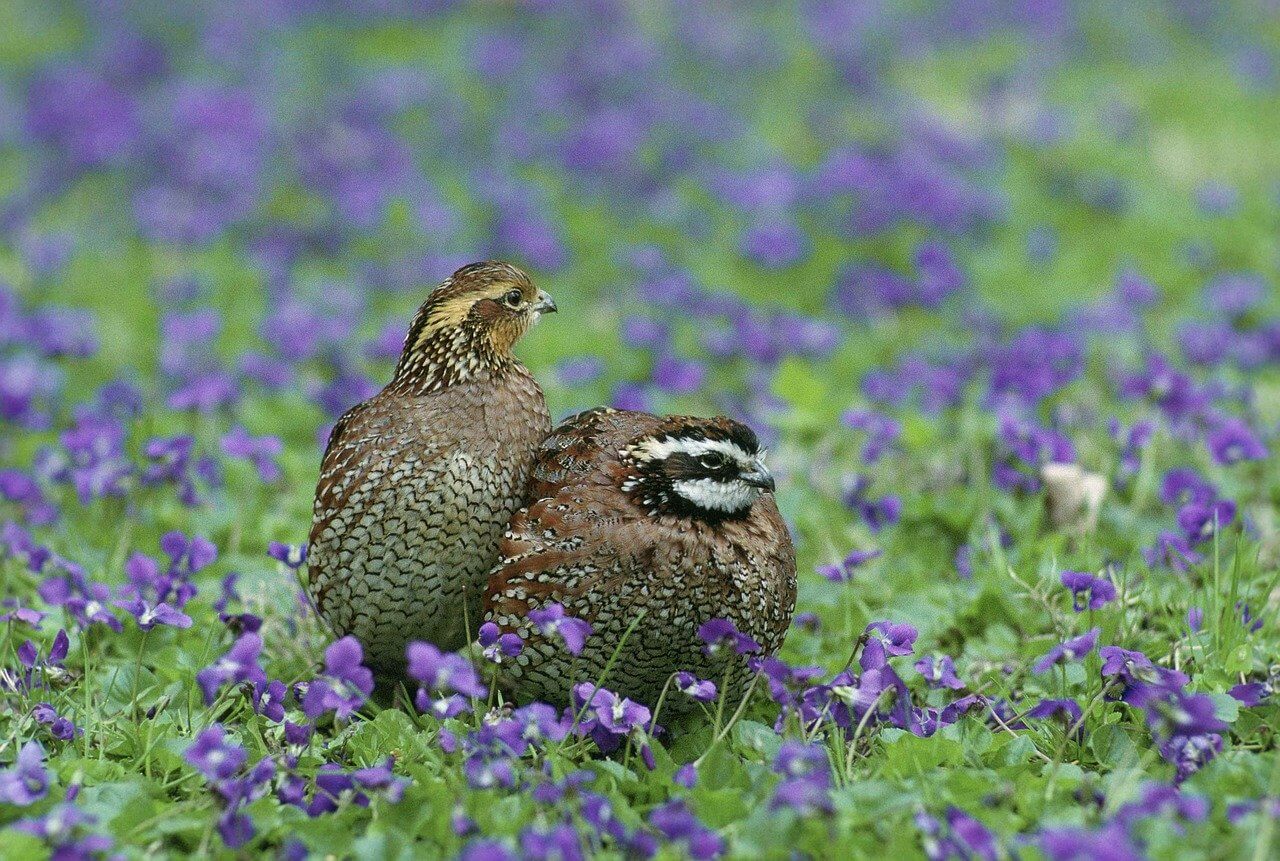 Quail, EPA pesticide tests