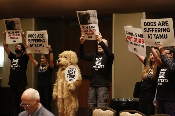 texas A&M, dog laboratory protest