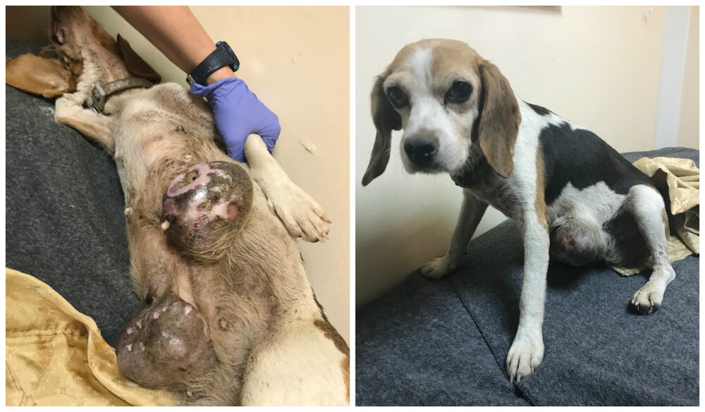 Community Animal Project