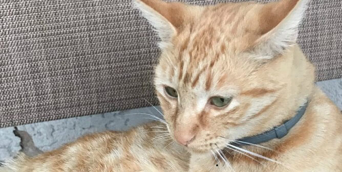 Action Alerts Peta - 