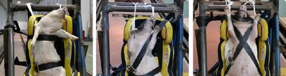 Car Crash Tests