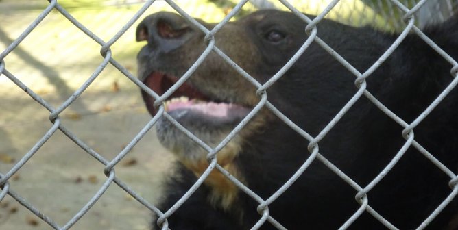 (VICTORY!) Dillan the Bear