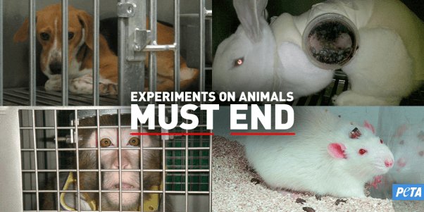 Los experimentos en Animales Deben Terminar