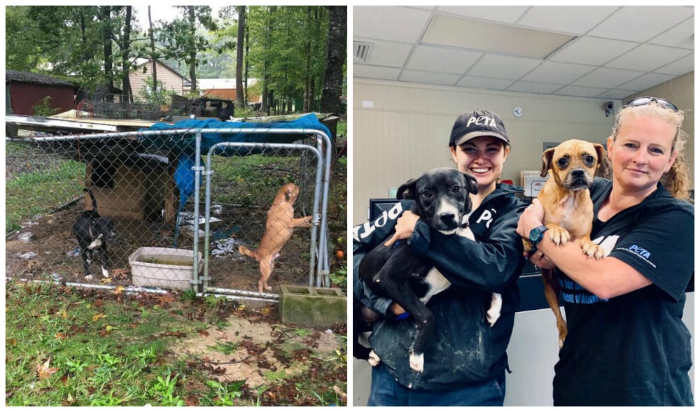 Animal Rescue