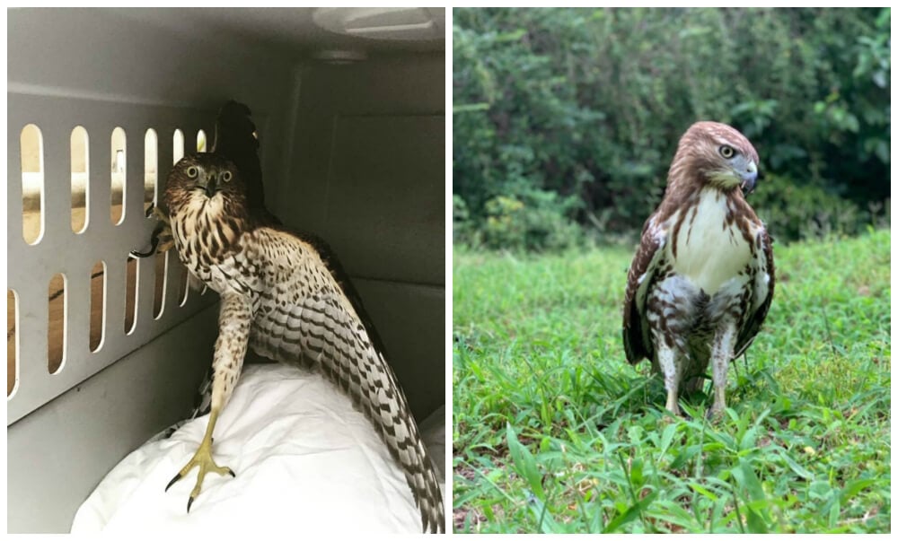 Animal Rescue Hawks