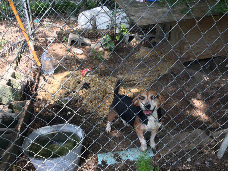 Community Animal Project
